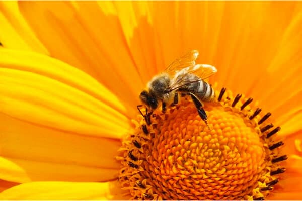abeja en flores