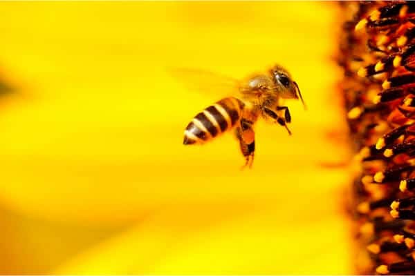 abeja volando