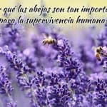 abejas polinizando
