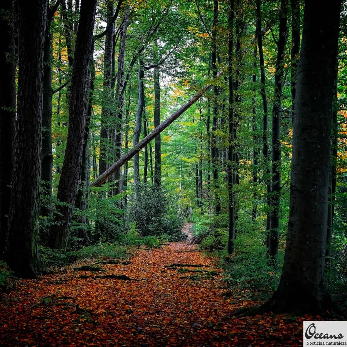 green leafed trees photo during day time