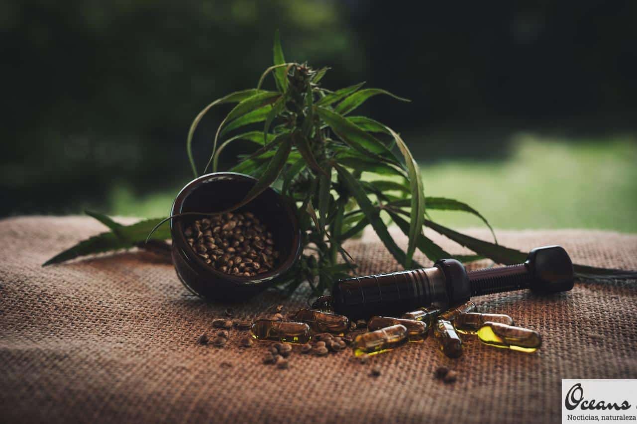 Los mejores CBD Shop de Portugal