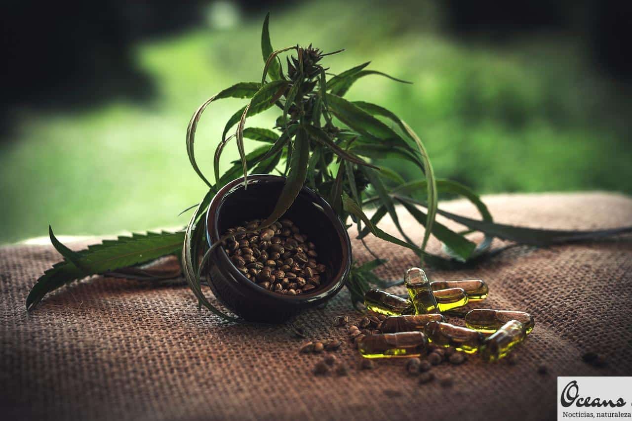 mejores CBD Shop de Portugal