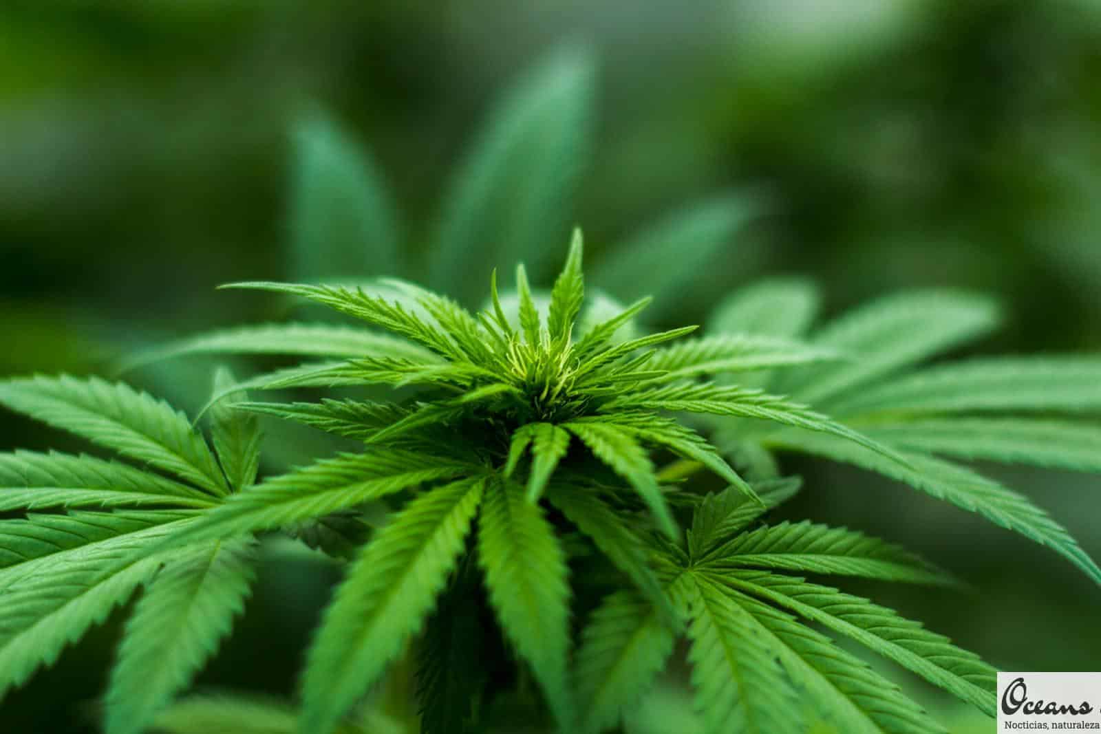 CBD Shop de Portugal