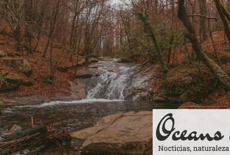 Narrow creek flowing among boulders in autumn forest with fallen leaves and trees