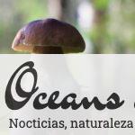 Los mejores lugares para recoger setas en Barcelona