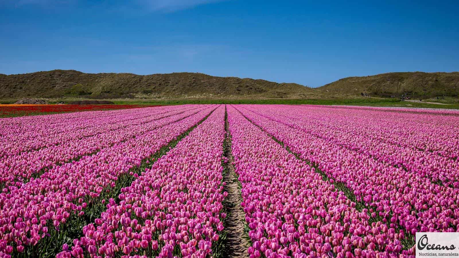 A vibrant and expansive pink tulip field under a clear blue sky in the Netherlands.