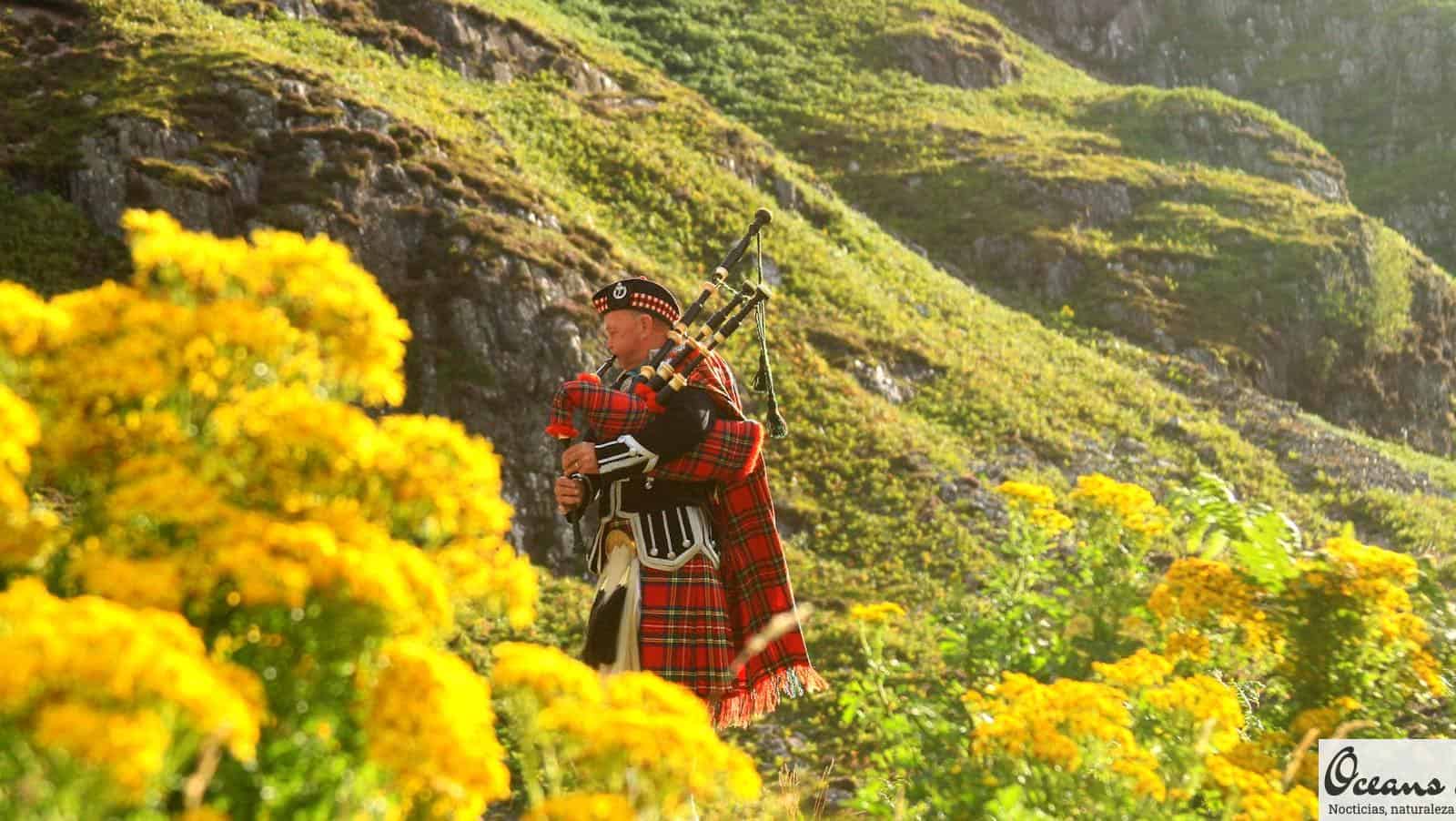 A traditional Scottish bagpiper dressed in a kilt plays amidst vibrant yellow flowers in the Highlands.