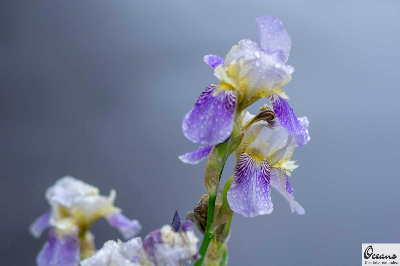 purple flower in macro shot