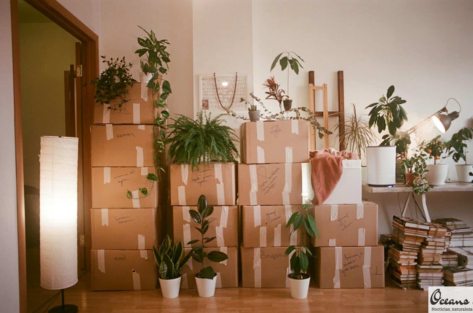A room filled with lots of boxes and plants