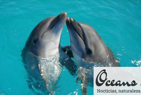 delfines