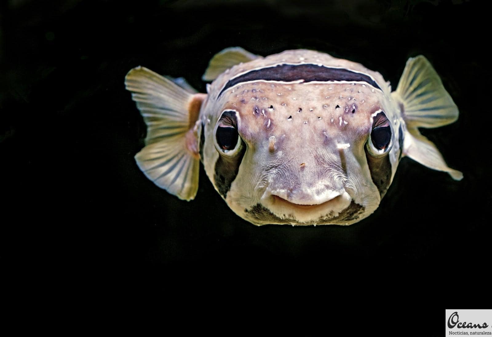 Animales marinos sorprendentes: capacidades increíbles que desafían la supervivencia