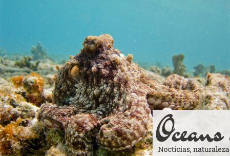 pulpo camuflándose